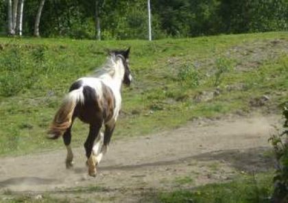 Fléche qui mène le galop en montant...Allez les amis...