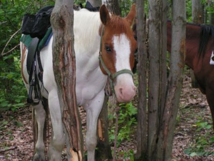 Cheval lors d'une randonnée