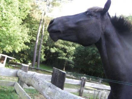 photo par VaVa92 Moony, surnomé "Beau gosse" (et ne me demandé pas pourquoi) !!!