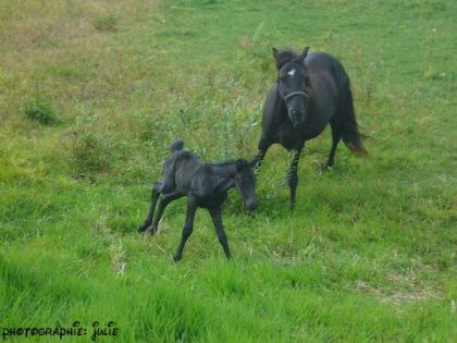la mère et la fille :P première sortie au pré :)