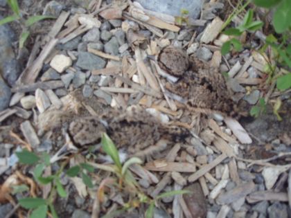 Un nid de pluviers Kildir au sol ...cherchez les oisillons ...