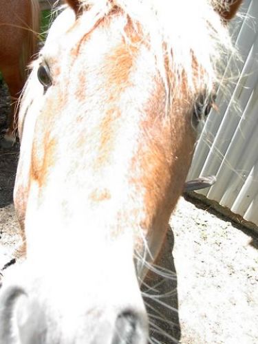 Bébé Candy kia TJRS le nez fourré partout Ahah :P JE taimee