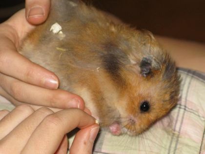 capooccino mon hamster!!!(cest pas un poulain mai c 1 gro BB!!!XD