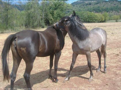 Deux chevaux se sentent le coup