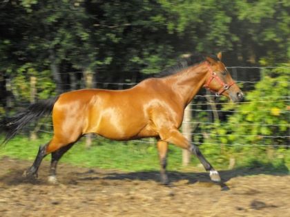 Ma magnifique Ginger