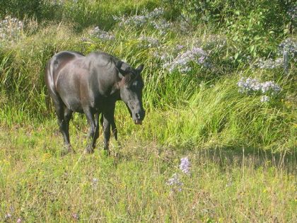 le bonheure est dans l'pré :P