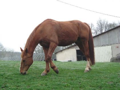 photo par VaVa92 Fifi, la tondeuse