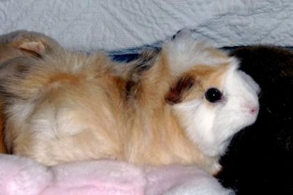 photo par VaVa92 Vanille, mon cochon d'Inde qui va bientôt fêter ses 4 ans