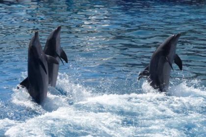 photo par VaVa92 Les dauphins du Marineland d'Antibes