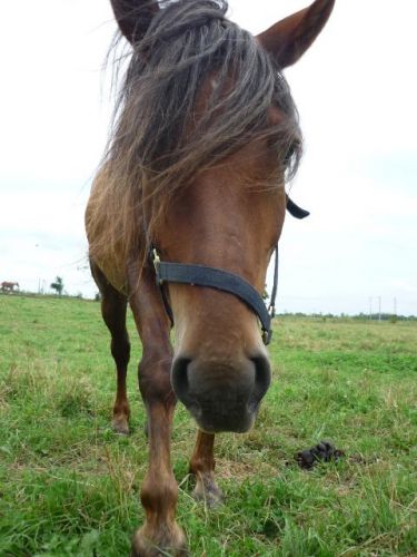 Coucou!