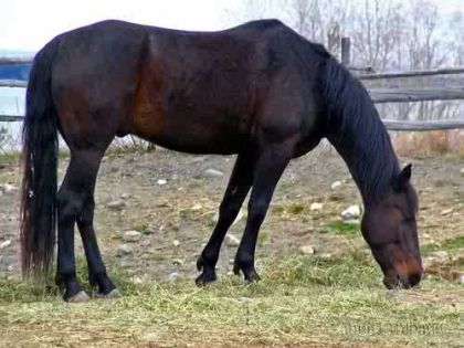 Cheval mangeant de l'herbe
