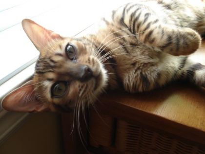 ma belle Cassiop&eacute;e