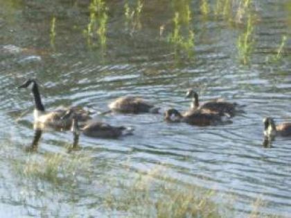 La famille d ' outardes,2 adultes ,5 petits