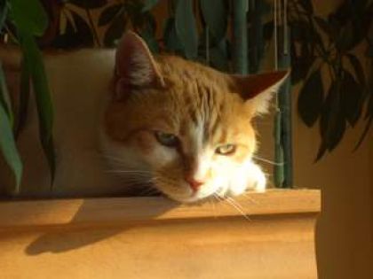 Éma sur mon meuble d ' ordi...Au lever du soleil.