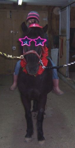 Cheval déguisé