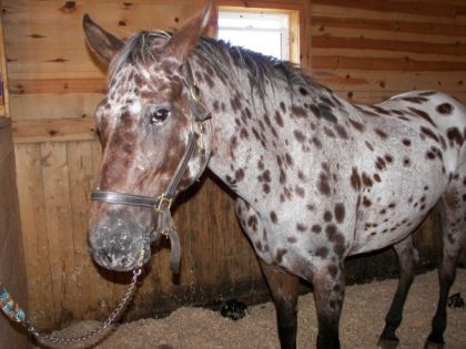 Ladyy GaGaa le cheval .. lol .. titteee apaloosaa ! :)