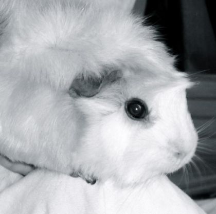Elle est pas jolie en noir et blanc ??!!!