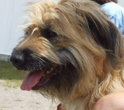 Tête d'un chien