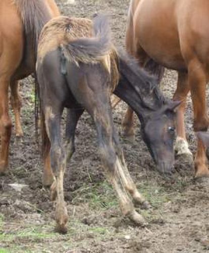 Poulain avec son poil de bébé...