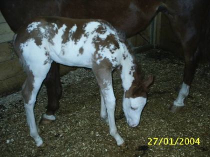 Poulain appaloosa