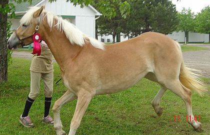 Un chevreuil !! :p