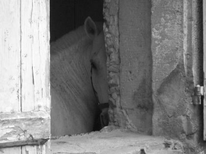 barnabe tout simplement