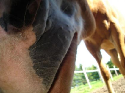 Gros Nez va... ♥♥  ^^