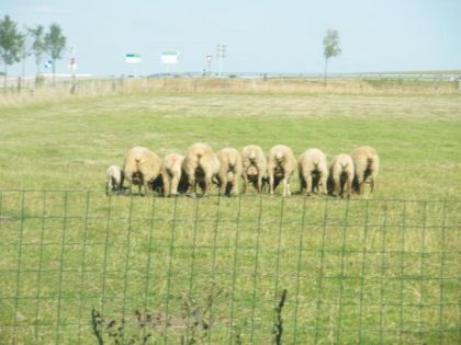 Les copains de Gaufrette ^^ Merci de ne pas me piquer cette...