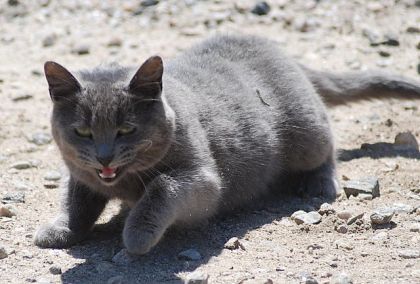 Ma petite chatte Kocotte qui a eu 4 bébés dernièrement
