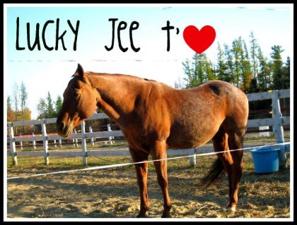 Je laime tellement Lucky Ou face De Pet Pouur ShowDown :-) (L) ...