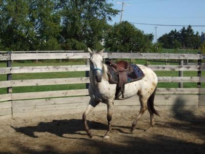Débourrage:  au trot avec la selle