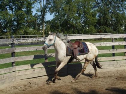 Débourrage:  galop avec la selle