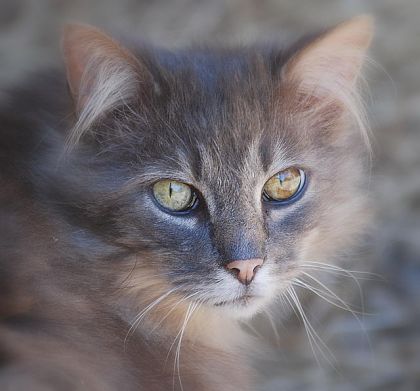 Ça c'est mon gros minet agé de 12 ans! C'est mon assistant...