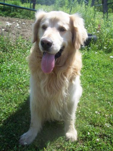 mon chien il est besu non???