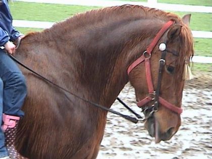 Le beau danny lors d'un jour de pluie ..