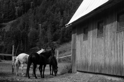photo par CowGirl_74