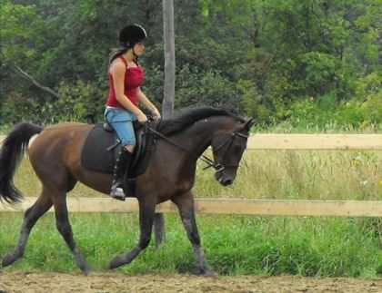 jument standerbred en entrainement de dressage. pour les...