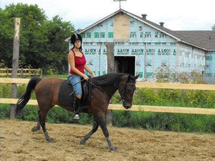 jument standerbred en entrainement de dressage. pour les...