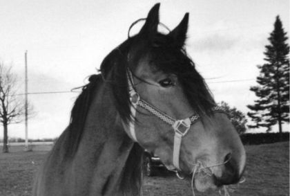 Bobby... c'est le cheval a mon papa ^^