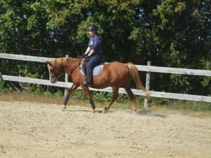 Cour d,equitation classique 2008