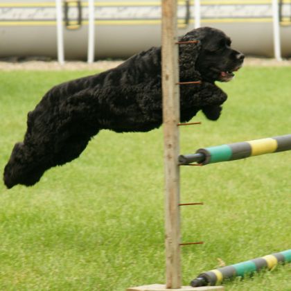 photo par myriam.gt mon petit chien zorro qui s'amuse à sauter!!