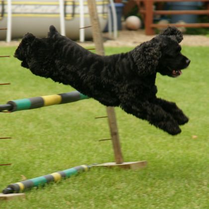 photo par myriam.gt mon petit chien zorro qui s'amuse à sauter!!