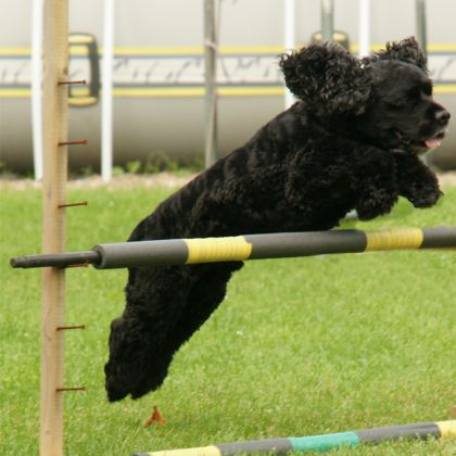 photo par myriam.gt mon petit chien zorro qui s'amuse à sauter!!