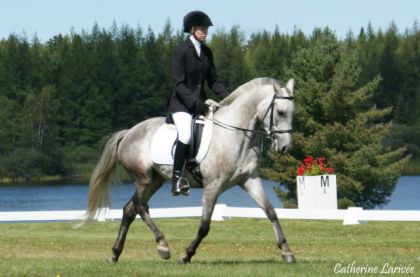 Curioso et Méli en dressage à tandem.