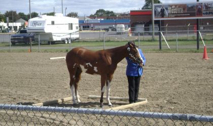 Anne et sa yearling pour la classe obstacle trail en main