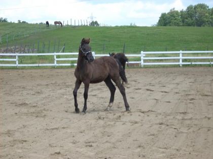 Cheval dans un manège de sable
