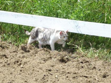 Un chat longe une cloture
