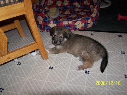 Un petit chiot