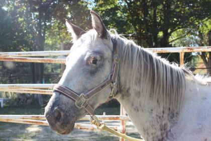 Ma pouliche appaloosa Maybelle avec son nouveau licol Eskadron...