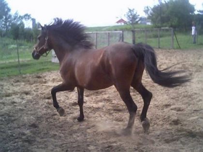Cheval bai avec les crins en l'air